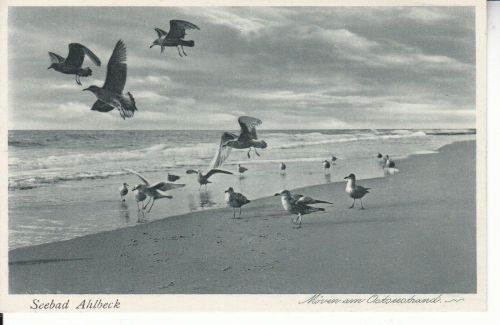 Seebad Ahlbeck Möwen am Ostseestrand