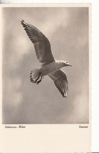 Bodensee-Möwe 1939