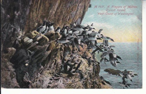 No. 1417 A Niagara of Murres, Caroll Island, Washington