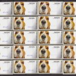 Portugal Lot 50 ATM Hunde dogs viele Typen