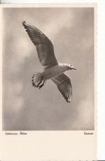 Bodensee-Möwe 1939