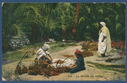 Biskra Oasenstadt Dattelernte, gelaufen 1912 (AK4985)
