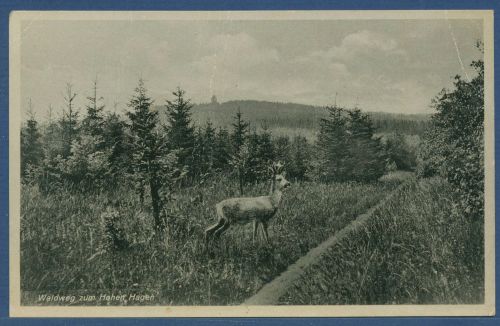 Berggasthaus auf dem Hohen Hagen Waldweg, ungebraucht (AK5093)