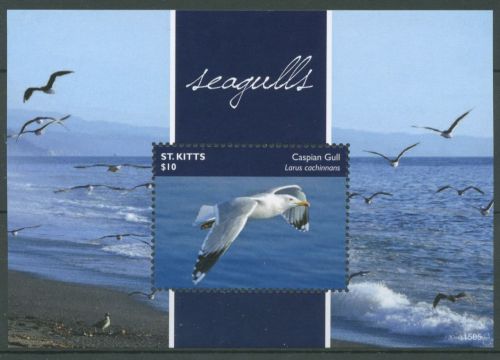 St. Kitts 2014 Tiere Vögel Möwen Block 149 postfrisch (C64864)