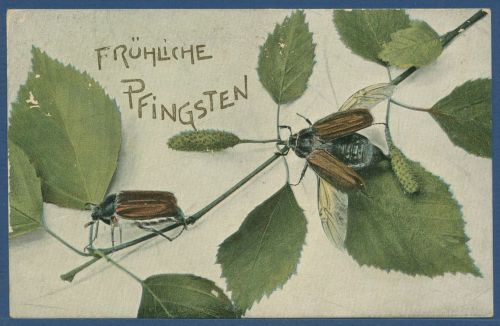 Fröhliche Pfingsten Maikäfer auf Erlenzweig, gelaufen 1905 (AK5610)