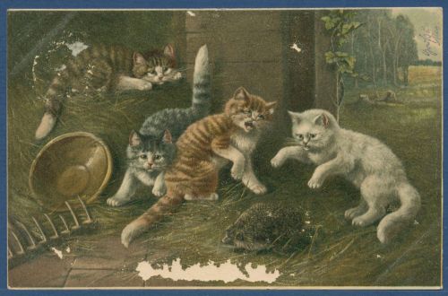 Junge Katzen und Igel, gelaufen 1902, Mängel (AK5620)