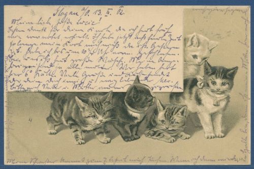 Fünf junge Katzen Prägekarte, gelaufen 1902 (AK5626)