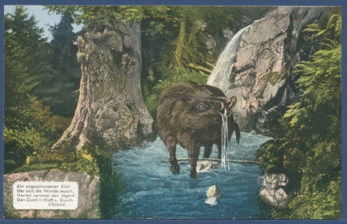 Bad Wilbad Wildschwein Verse von Ludwg Uhland, ungebraucht (AK1657)