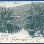 Gruß aus Nervi Viale Vittorio Emanuelle Palmen, gel. 1901 Marke fehlt (AK379)