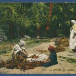 Biskra Oasenstadt Dattelernte, gelaufen 1912 (AK4985)