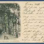 Berlin Im Tiergarten Schattiger Weg, gelaufen 1904 (AK5008)