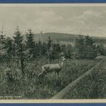 Berggasthaus auf dem Hohen Hagen Waldweg, ungebraucht (AK5093)