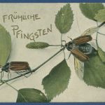 Fröhliche Pfingsten Maikäfer auf Erlenzweig, gelaufen 1905 (AK5610)
