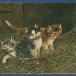 Drei junge Katzen im Heu, gelaufen 1902 (AK5619)