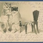 Zwei Katzen, eine mit Stola Prägekarte, gelaufen 1902 (AK5622)