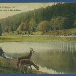 Im Schiefertal Benneckenstein im Hochharz, gelaufen 1918 Marke fehlt (AK5543)