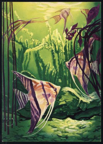 Tiere,Fische,allgemein, Brief