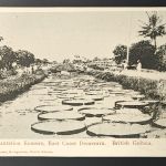 1889, Guyana, 83, Brief
