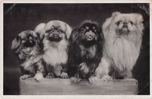 AK Schwarz-Weiß-Foto aus der Zeit um 1930 zeigt vier Pekingese-Hunde