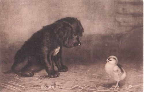 AK Puppy with a Chick DOGS