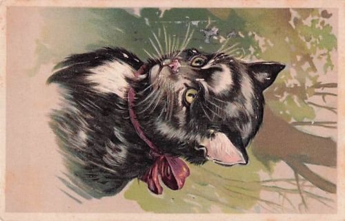 Porträt eines entzückenden schwarz-weißen Kätzchens oder einer Katze - Alte PFB-Postkarte - Serie 5951