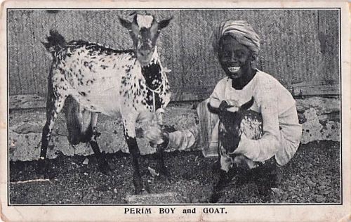 PERIM BOY and GOAT.