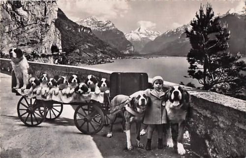 Familie Bernhard – Mutter, Vater, Welpen, große Schwester. Postkarte von 1952, Schweiz.