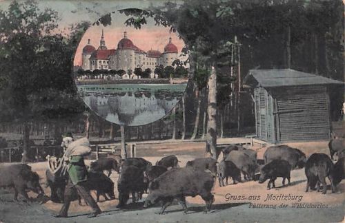 Gruss-aus Moritzburg Fütterung der Wildschweine