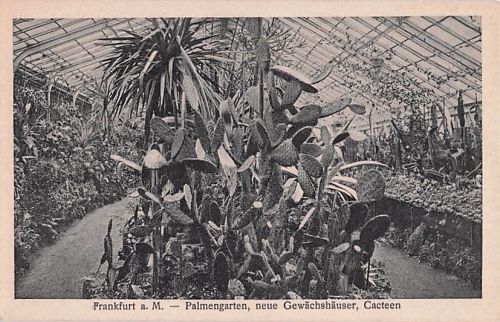 Frankfurt a. M. - Palmengarten, neue Gewächshäuser, Cacteen