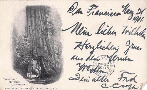 Alte Postkarte 1901 Yosemite Wawona Tree San Francisco USA nach Elberfeld 1902