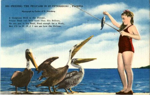 Feeding the Pelicans in St. Petersburg Florida