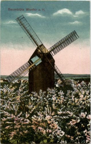 Baumblüte Werder an der Havel - Mühle