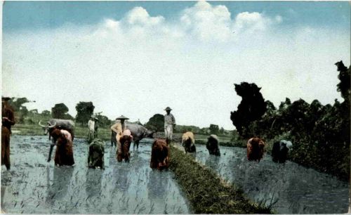 Rice Planting Philippines