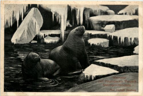 Hamburg - Stellingen - Carl Hagenbecks Tierpark - Walrosse