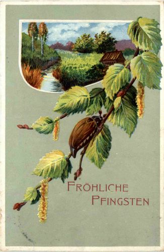 Pfingsten - Maikäfer