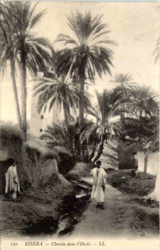 Biskra - Chemin dans l Oasis