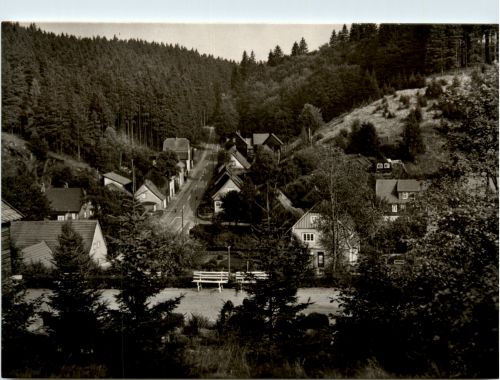 Tanne im Harz