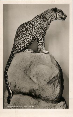 Bergleopard aus SW-Afrika
