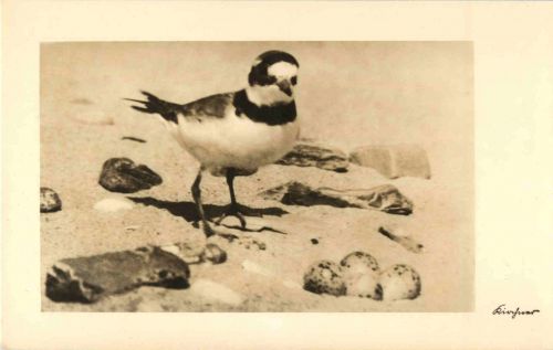 Amrum - Halsbandregenbogenspeifer