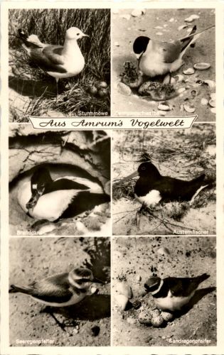 Aus Amrums Vogelwelt