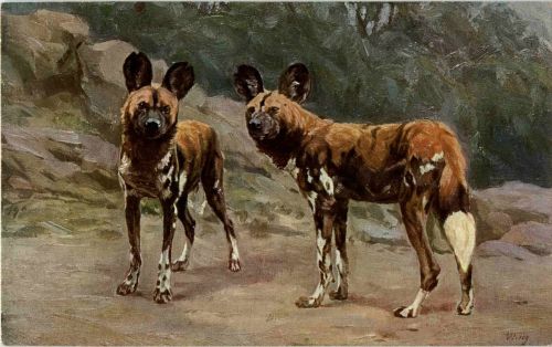 Hyänen Hund