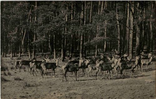 Moritzburg - Wildfütterung