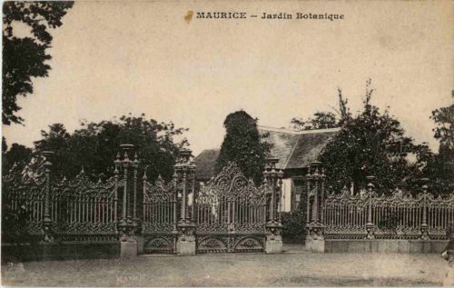 Maurice - - Jardin Botanique