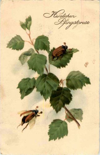 Pfingsten - Maikäfer