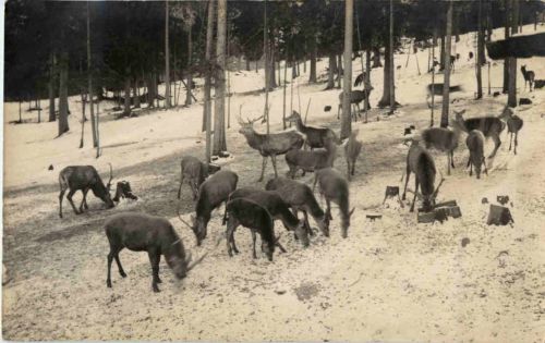 Wildfütterung am Hintersee