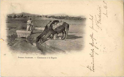 Sahara Algerien - Chameaux a la Suguia