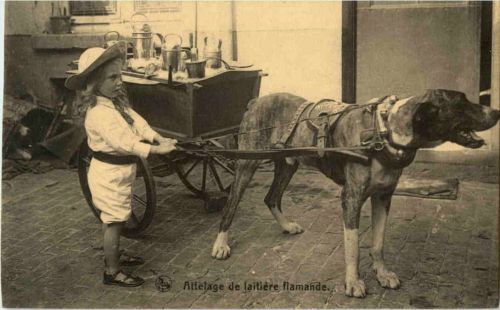 Hundekutsche - Attelage de laitiere flamade