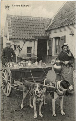 Hundekutsche - laitiere flamade