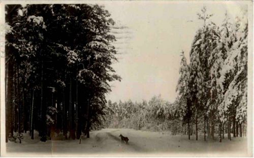 Eesti - Der Winter im Walde