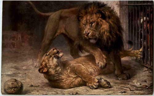 Löwen - Lions